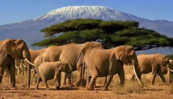 Africa-East-Africa-KenyaTanzania-Kenya-Tanzania-wildlife-Safari-590x370